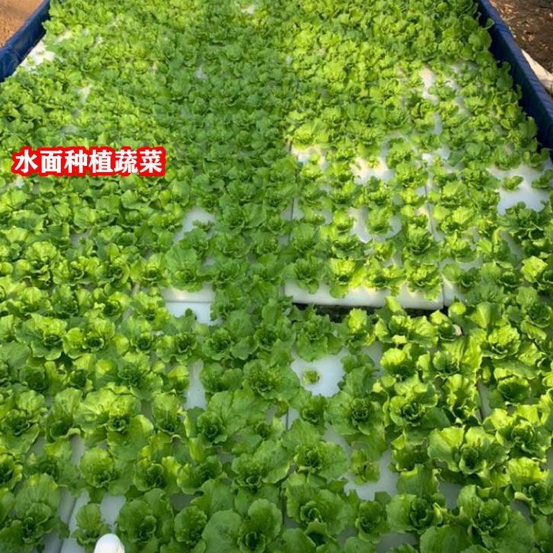 水上种植漂浮板水稻栽培定植板政府水培绿化蔬菜设备鱼塘鱼菜共生