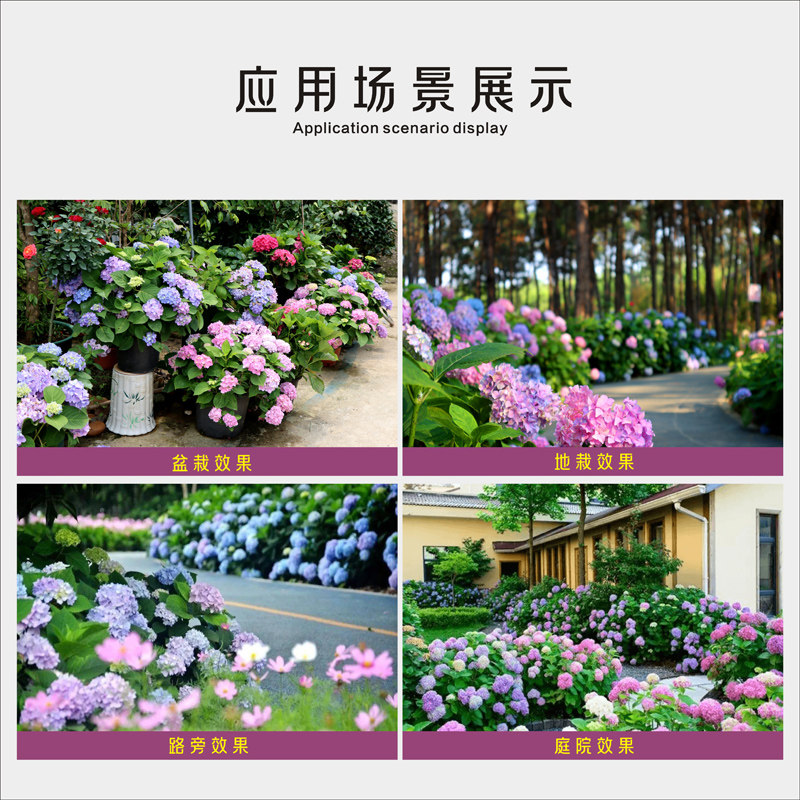 精选绣球大苗盆栽室内阳台庭院植物四季开花卉无尽夏八仙带花耐寒