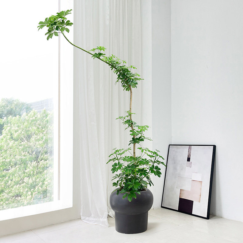 鸭脚木客厅大盆栽室内大型绿植造型一物一拍鸭掌木办公室植物新房