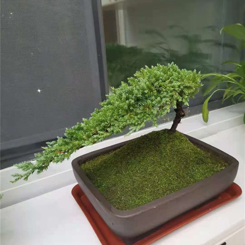 迎客松盆景真树盆栽摆件玄关茶桌办公室书房绿植造型盆景四季长青