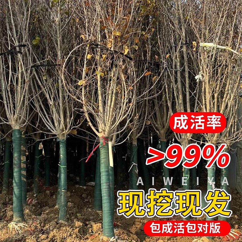 北美海棠树苗西府垂丝四季种植盆栽易活冬季耐寒花卉绿植庭院大树