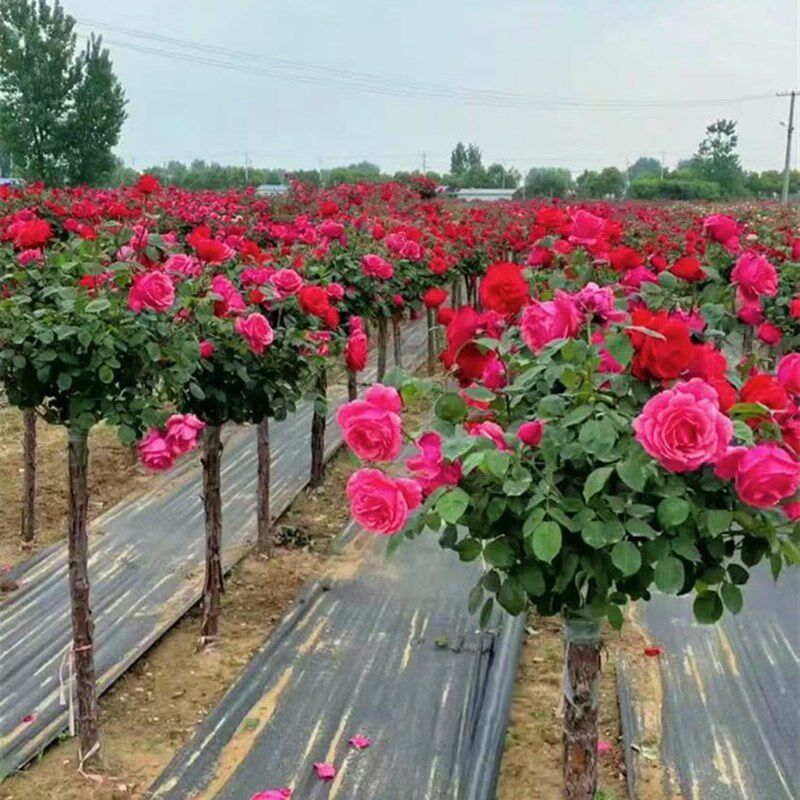 树状月季花苗盆栽棒棒糖树形四季大花卉绿植树桩月季树苗盆景高杆