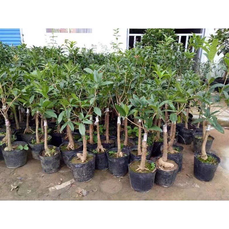 桂花树苗八月金桂丹桂嫁接桂花盆栽地栽沉香桂花苗桂花苗庭院室外