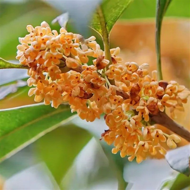 老桩桂花树苗原生结子桂朱砂红桂龙桂九龙桂树苗南方北方盆栽地栽