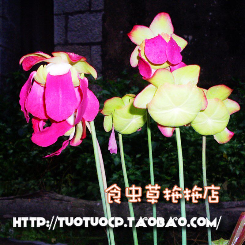 盆栽食虫植物瓶子草休眠 鳞茎 XL尺寸今年必开花赏花就买一颗吧!