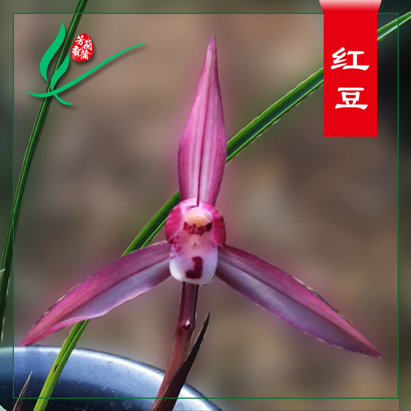 福建南靖兰花苗春兰红豆浓香卉盆景栽土绿带草植物花苞名贵墨芳香