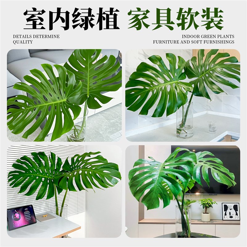 龟背竹水培植物老桩办公室桌面绿植室内盆栽水养竹子好养易活四季