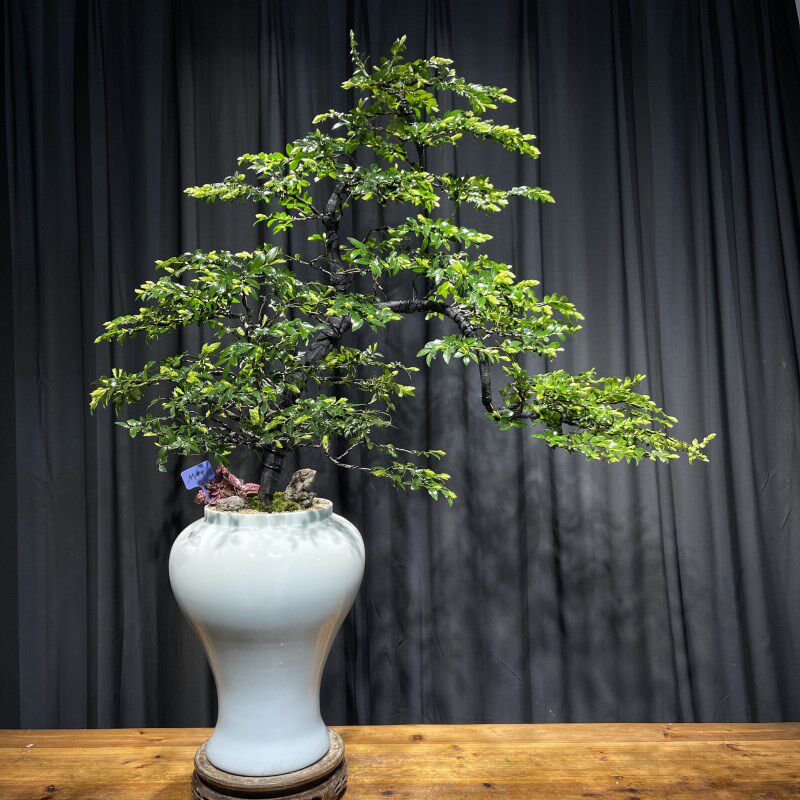 一物一拍老桩造型小叶紫檀高档盆景大型室内乔迁送礼绿植物盆栽