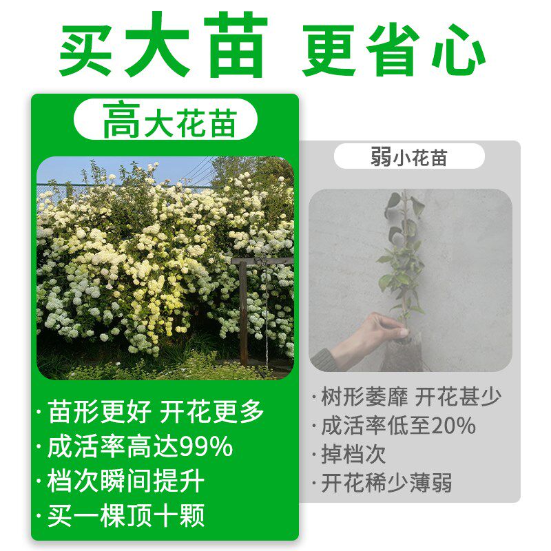 中华木绣球树大花斗球树苗花苗老桩盆栽室外四季开花带花苞圆锥图片