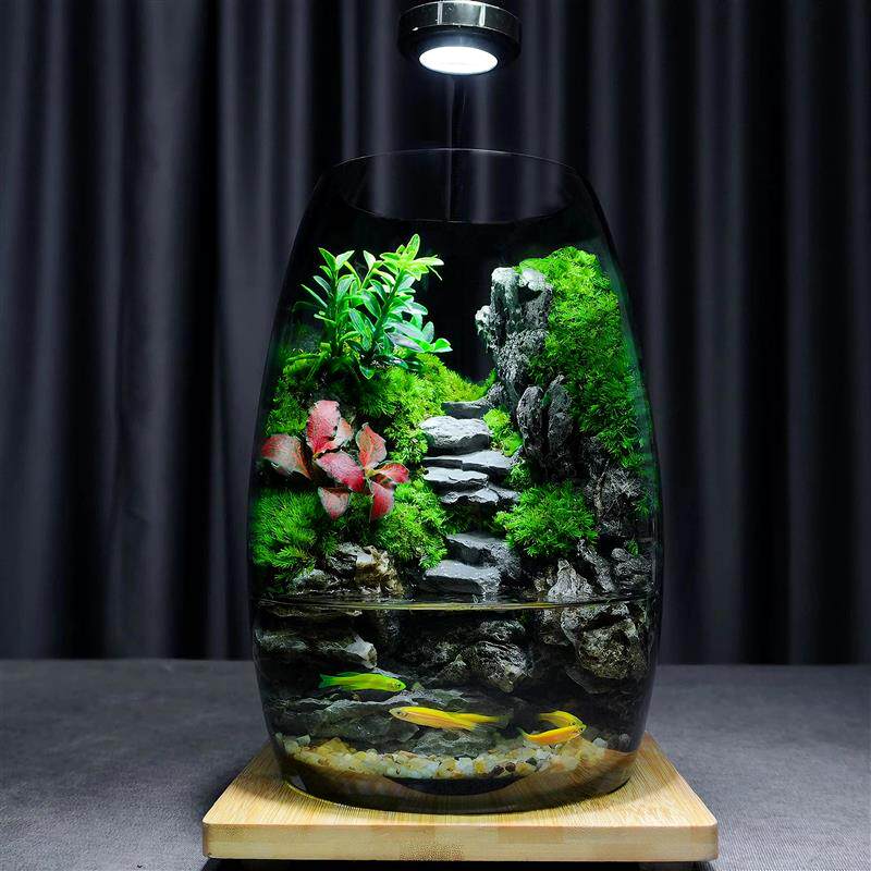 苔藓微景观生态瓶造景植物桌面微缩全套小型青苔森林雨林生态鱼缸