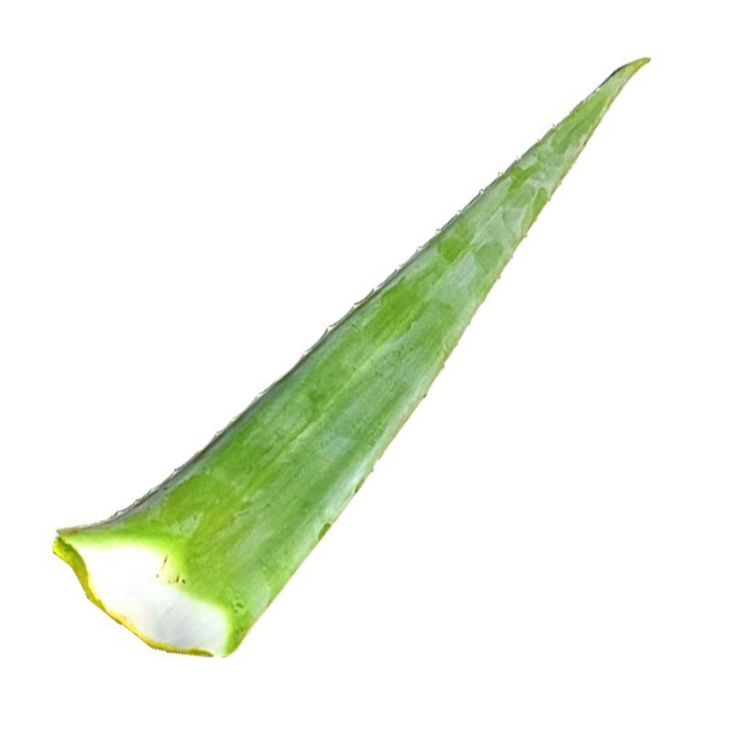 美国库拉索芦荟盆栽植物美容院专用灌肤新鲜苗纳豆奶芦荟植物盆栽