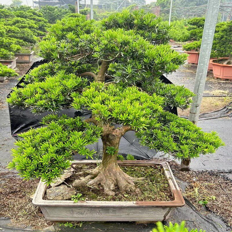 老桩罗汉松盆景小叶雀舌绿植别墅庭院老桩室内室外阳台常青盆景