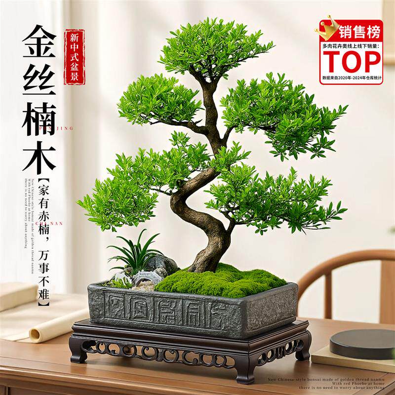 金丝楠木赤楠盆景客厅办公室内茶桌面好养绿植物中式盆栽教师礼物