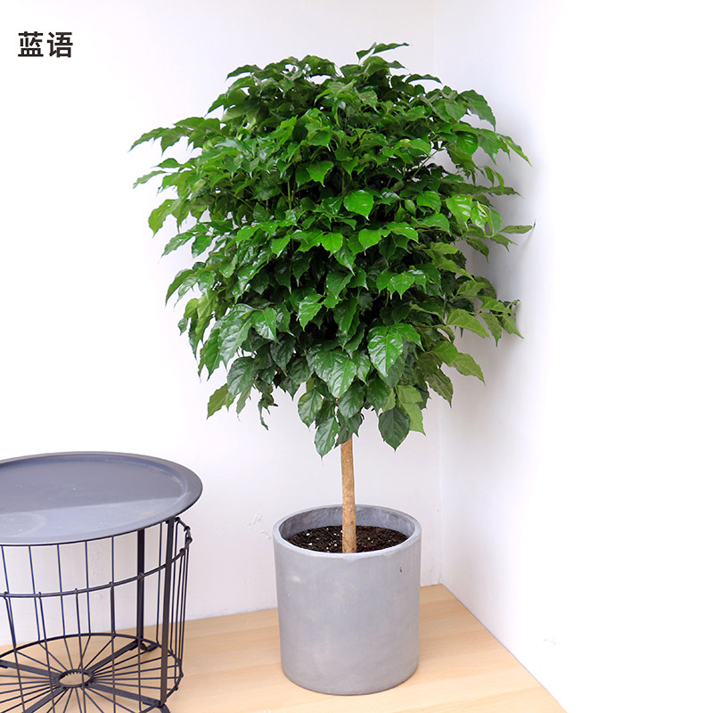 绿宝幸福树盆栽大型花卉植物大树桩绿植花卉客厅室内招财净化空气