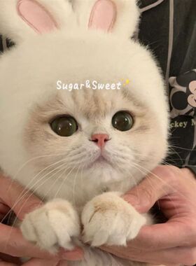 宠物兔子头套猫咪狗狗网红兔兔帽可装扮兔耳朵帽子拍照饰品新款