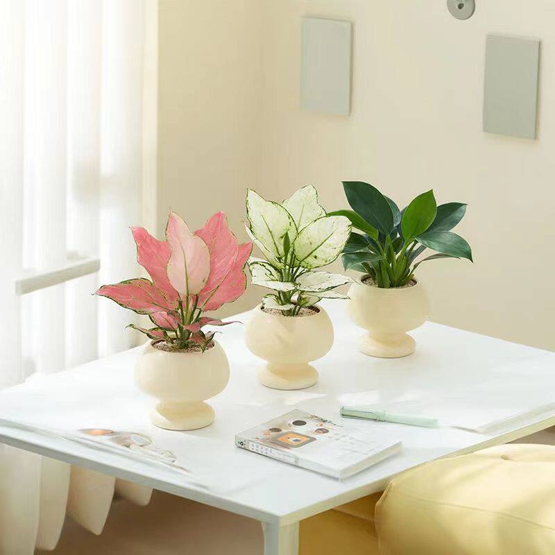 奶油风陶瓷花盆北欧创意圆球蝴蝶兰白玉虎皮兰室内办公盆栽容器