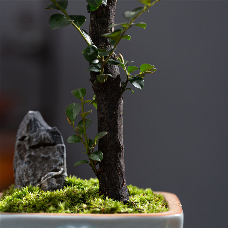 小叶紫檀驱蚊四季常青观叶书房茶几净化空气招财镇宅绿植盆栽摆件