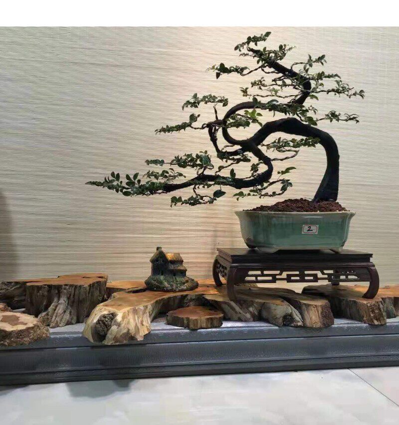 小叶紫檀树盆景室内阳台黑骨香盆栽熟桩老桩植物花卉耐寒四季常青