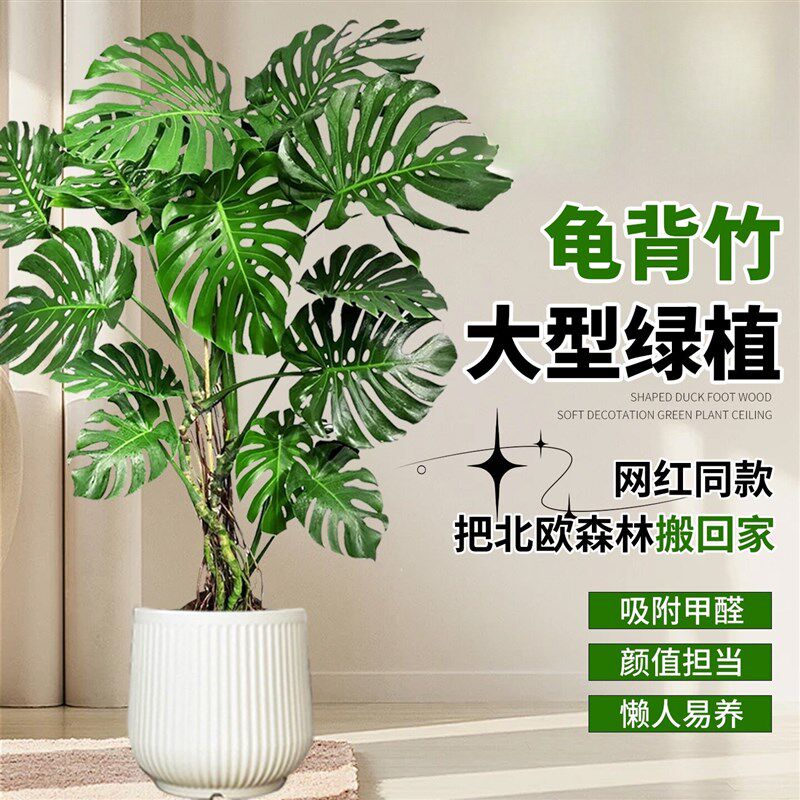 H龟背竹大型室内耐荫植物净化空气绿植卧室盆栽