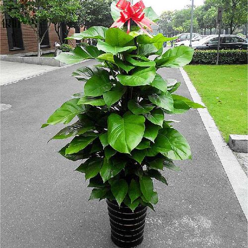 大叶绿萝盆栽 新居客厅除味吸甲醛室内植物 办公室绿植绿萝柱盆栽