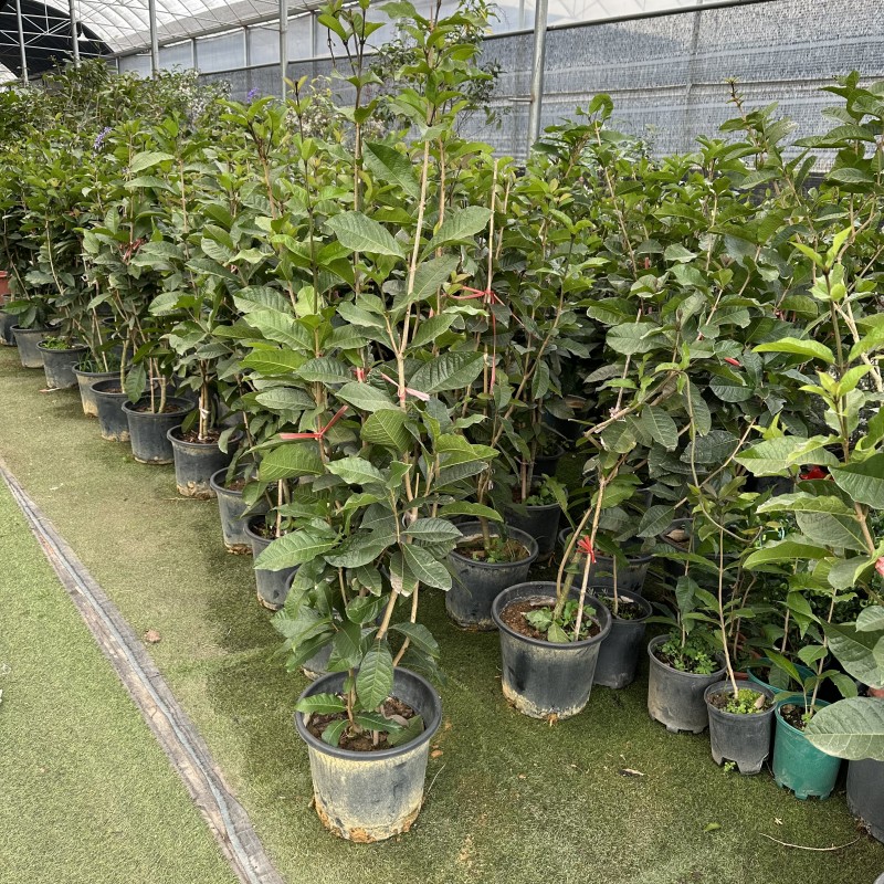 蓝花藤四季开花网红大叶许愿藤蓝色花系爬藤攀爬木本庭院花园植物