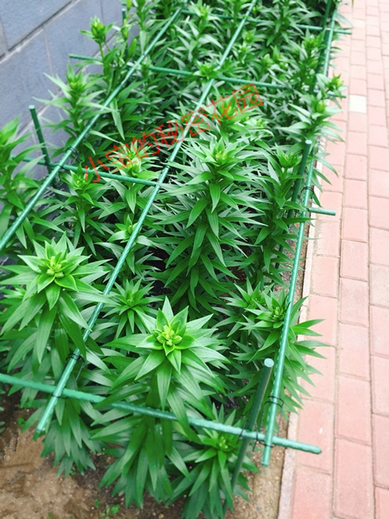 家庭园艺 包塑钢管果蔬黄瓜葡萄 月季花卉等藤蔓爬藤植物支撑支架