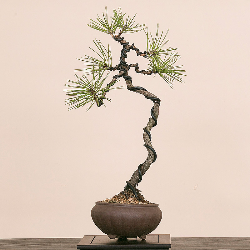 黄山松造型老桩小品微盆景黑松树茶桌阳台庭院绿植盆栽一物一拍