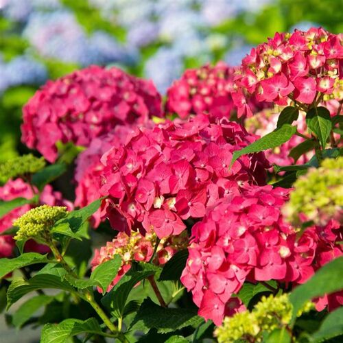 D紫红色无尽夏袭夏绣球花多花头带花带花苞大花型多季节开花