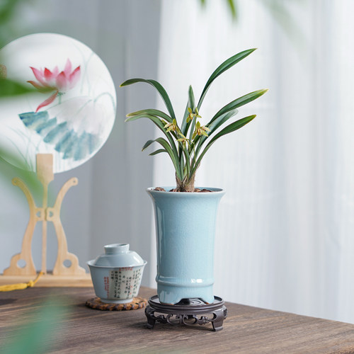 禅月达摩兰花盆栽带花苞室内绿植客厅桌面名贵花卉盆景新中式摆件