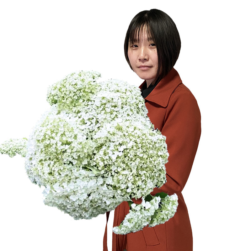 无敌贝拉安娜绣球花苗耐热耐寒乔木绣球白色大花盆栽庭院植物大苗