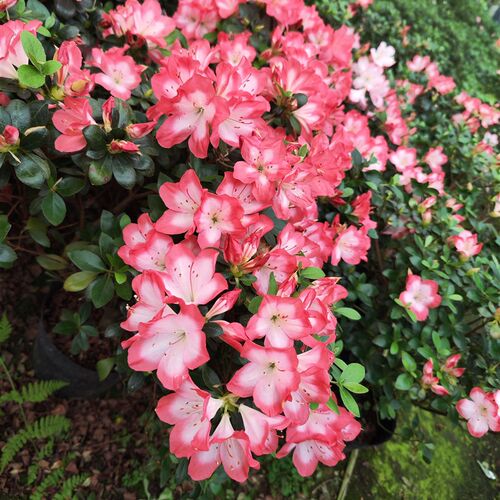 天章杜鹃花精美盆栽庭院阳台花园栽种杜鹃花苗 稀有精美品种