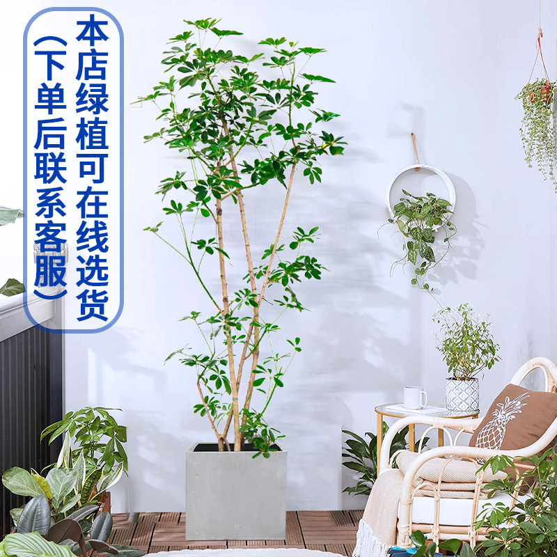 造型鸭掌木大型室内绿植盆栽鸭脚木办公室内客厅植物花卉阳台上海