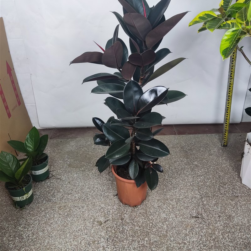 黑金刚橡皮树盆栽花盆苗客厅室内绿叶大叶大型绿植植物净化空气