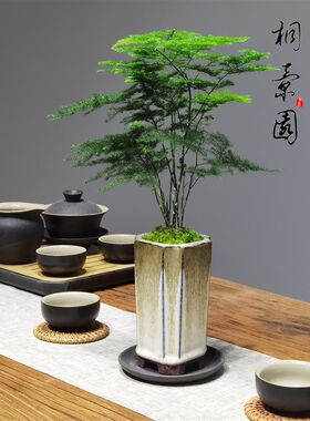 文竹绿植室内盆栽植物好养办公室窗台四季迷你桌面创意小型盆景