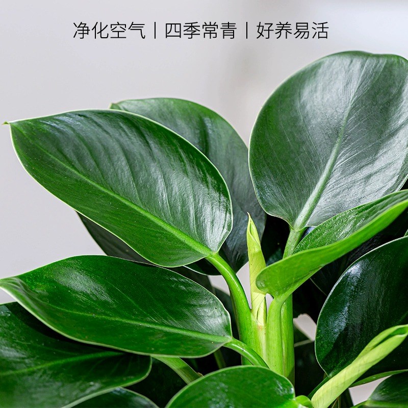 金钻盆栽植物铂金钻绿萝箩水培大叶绿植多肉办公室内懒人好养花卉