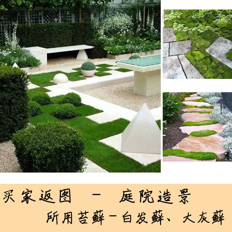 苔藓鲜活青苔微景观生态瓶水陆缸盆景乌龟铺垫装饰造景迷你植物