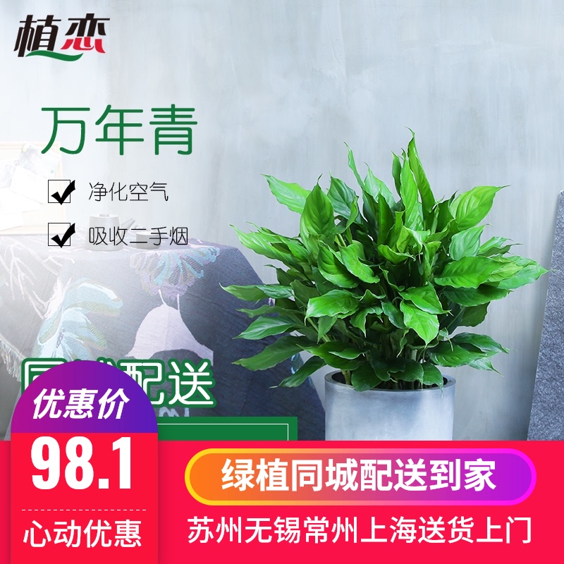万年青 盆栽花卉室内植物盆栽 会议室办公室盆景四季常绿苏州上海