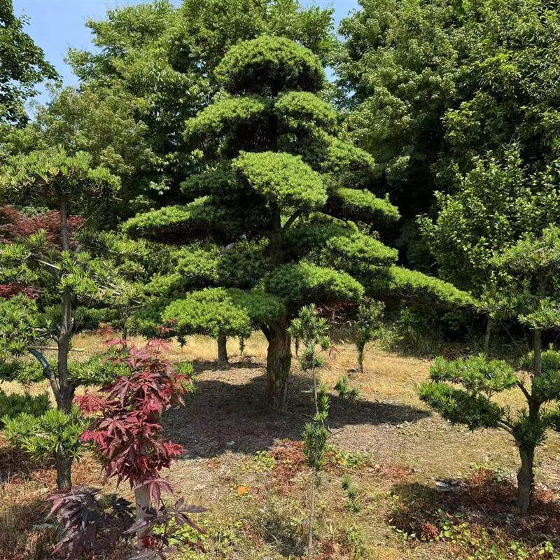 造型罗汉松树盆景绿植庭院景观树苗带土带叶易养护室内外装饰