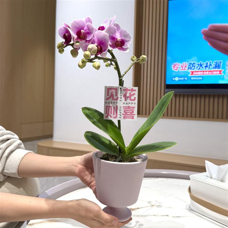 宝贝粉紫蝴蝶兰盆栽盆景室内客厅办公室桌面观花趣味带花花卉绿植