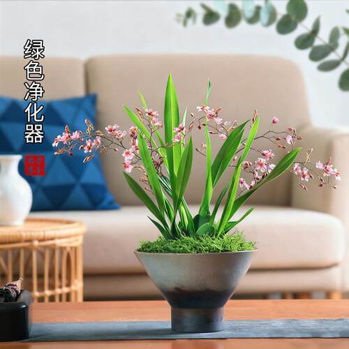 文心兰盆栽梦香兰带花苞植物庭院室内客厅办公室桌面绿植茶桌花卉