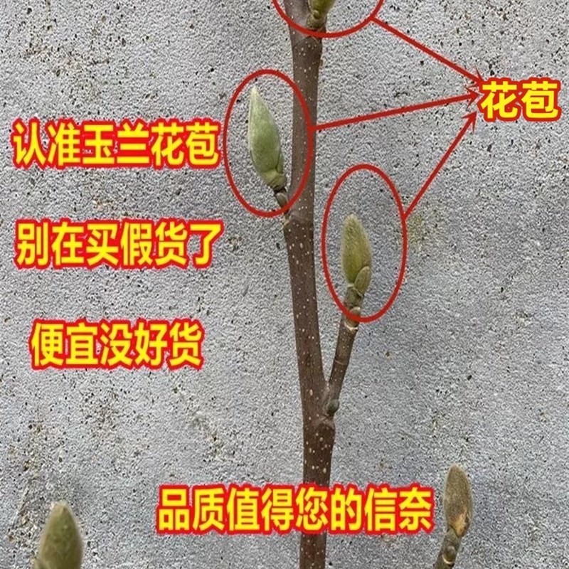 矮化玉兰树苗盆栽 地栽 盆景紫玉兰花苗带花苞别墅阳台庭院木本