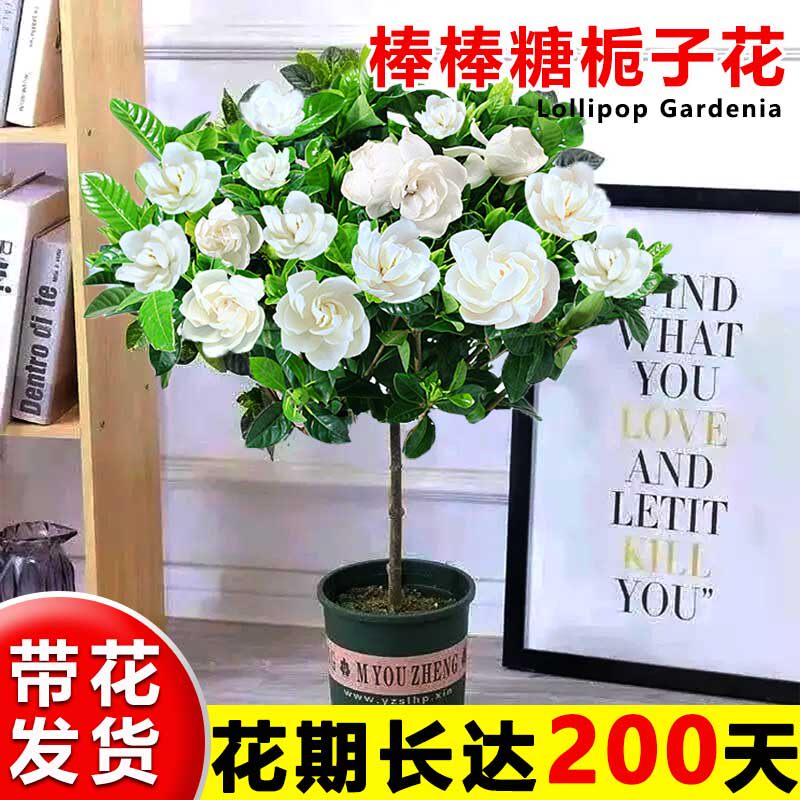栀子花盆栽棒棒糖室内客厅绿植四季好养活植物老桩桅子花树苗盆景