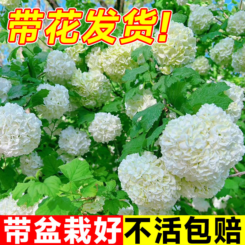 绣球花盆栽大苗木绣球带花无尽夏花苗重瓣老桩庭院植物四季开花卉