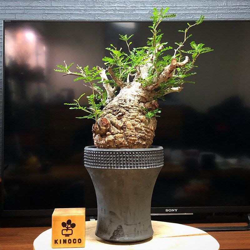 象足漆树 Operculicarya pachypus 实生苗 多肉植物 块根