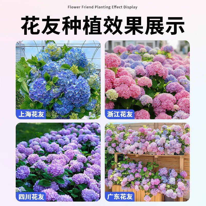 绣球花苗老桩无尽夏四季开花不断盆栽花卉植物室内阳台庭院易养活