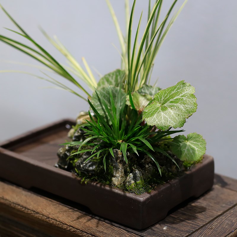 附石菖蒲小盆栽吸水石办公室工位绿植苔藓微景观山水盆景水培植物