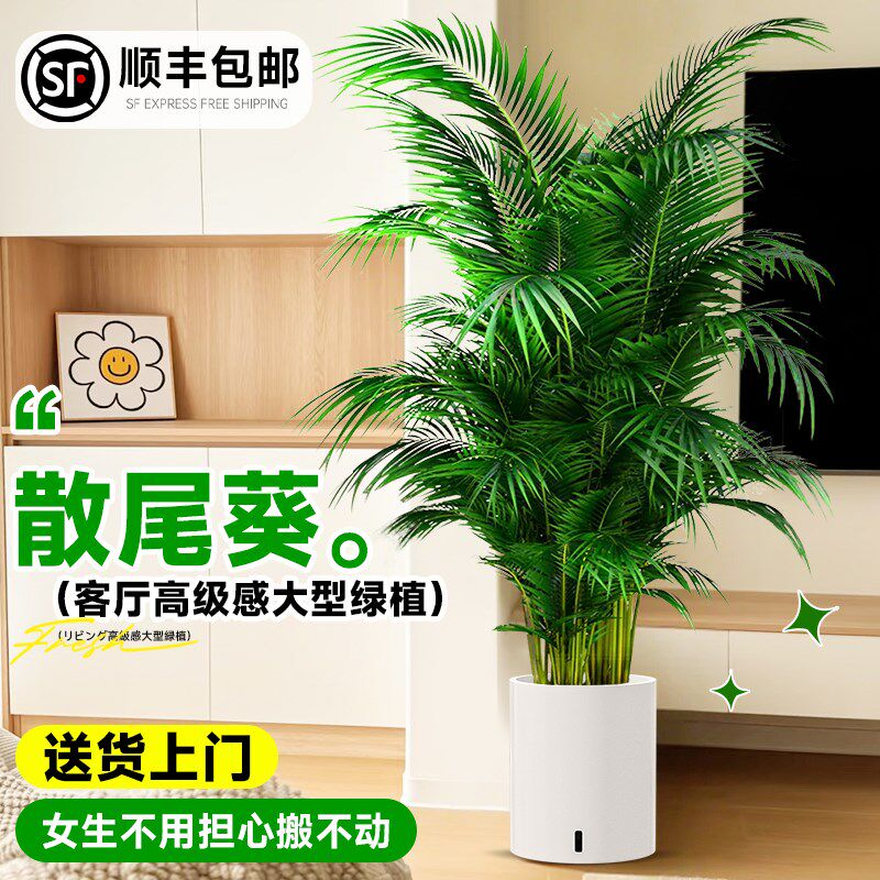 散尾葵客厅盆栽绿植富贵椰子袖珍椰子绿植植物室内卧室办公室前台