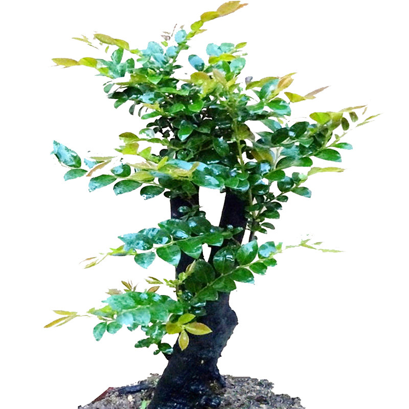 名贵小叶紫檀盆景植物室内盆景树树桩盆栽四季常青办公室桌面绿植