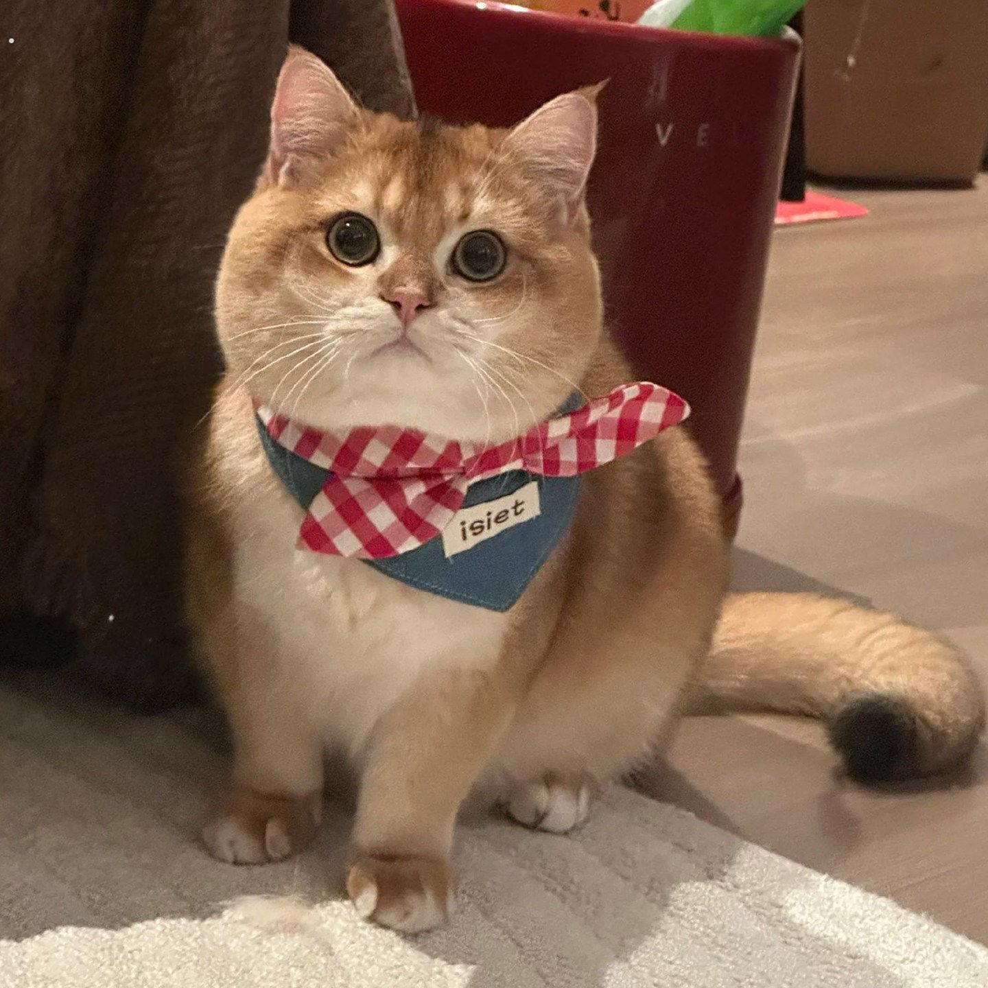 猫咪围脖口水巾蝴蝶结牛仔拼接中小型犬宠物围兜可调节高颜值配饰