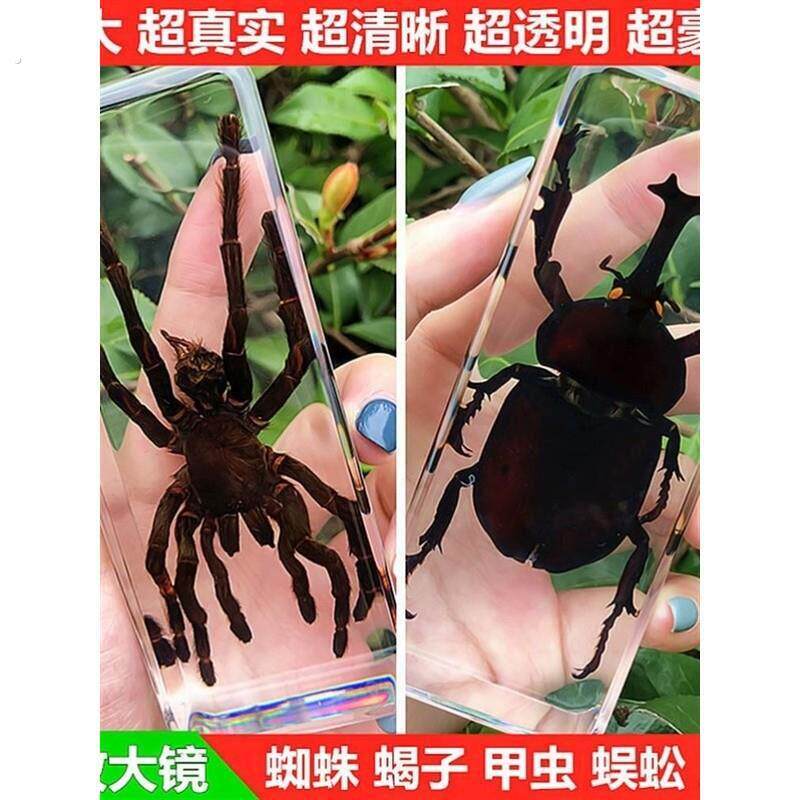 真实树脂昆虫标本真虫甲虫蜘蛛锹甲天牛蝎子螳螂蜥蜴琥珀标本摆件